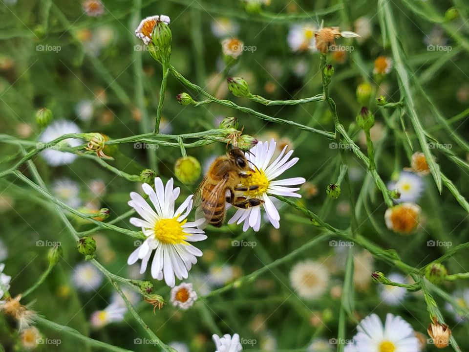 bee pollinating  wild daisies