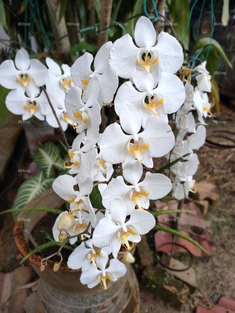 Orchids