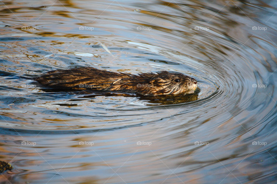 Water rat swimming in a nature pool