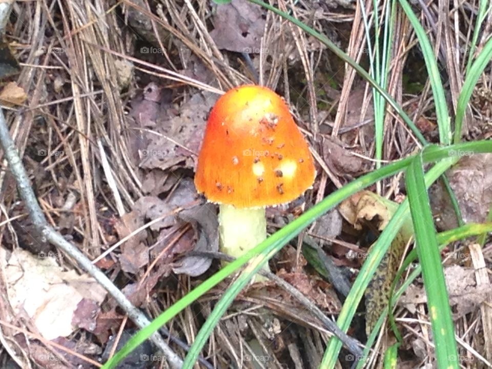 Mushroom