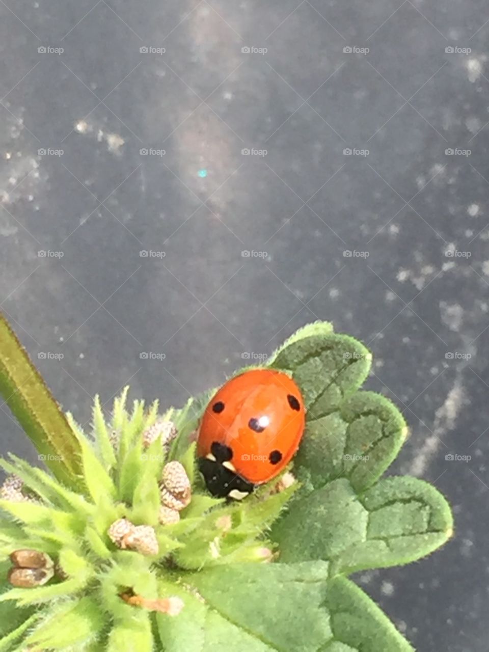 Ladybug ladybird 