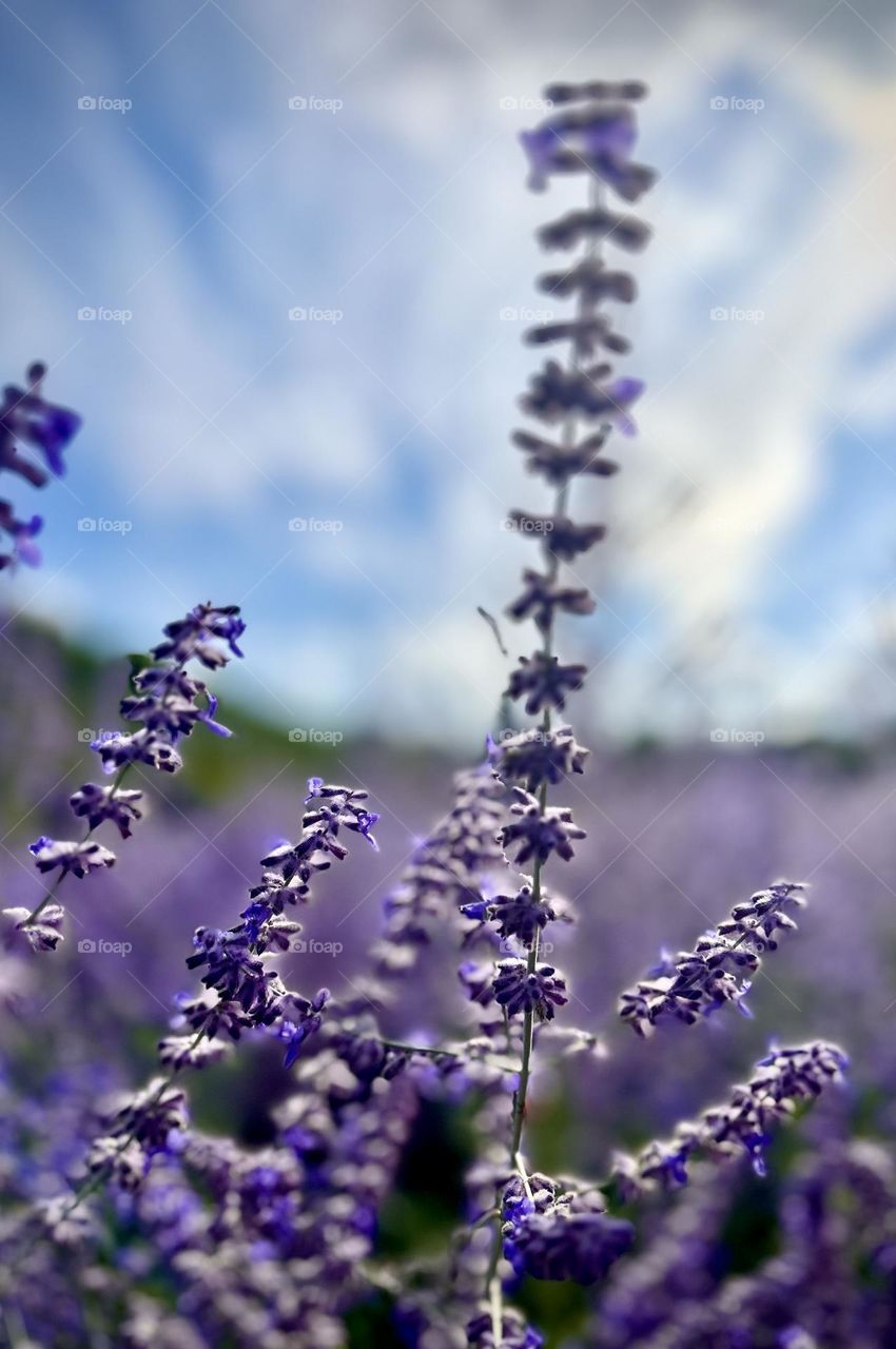 Flowers , France Jully 2023 . 