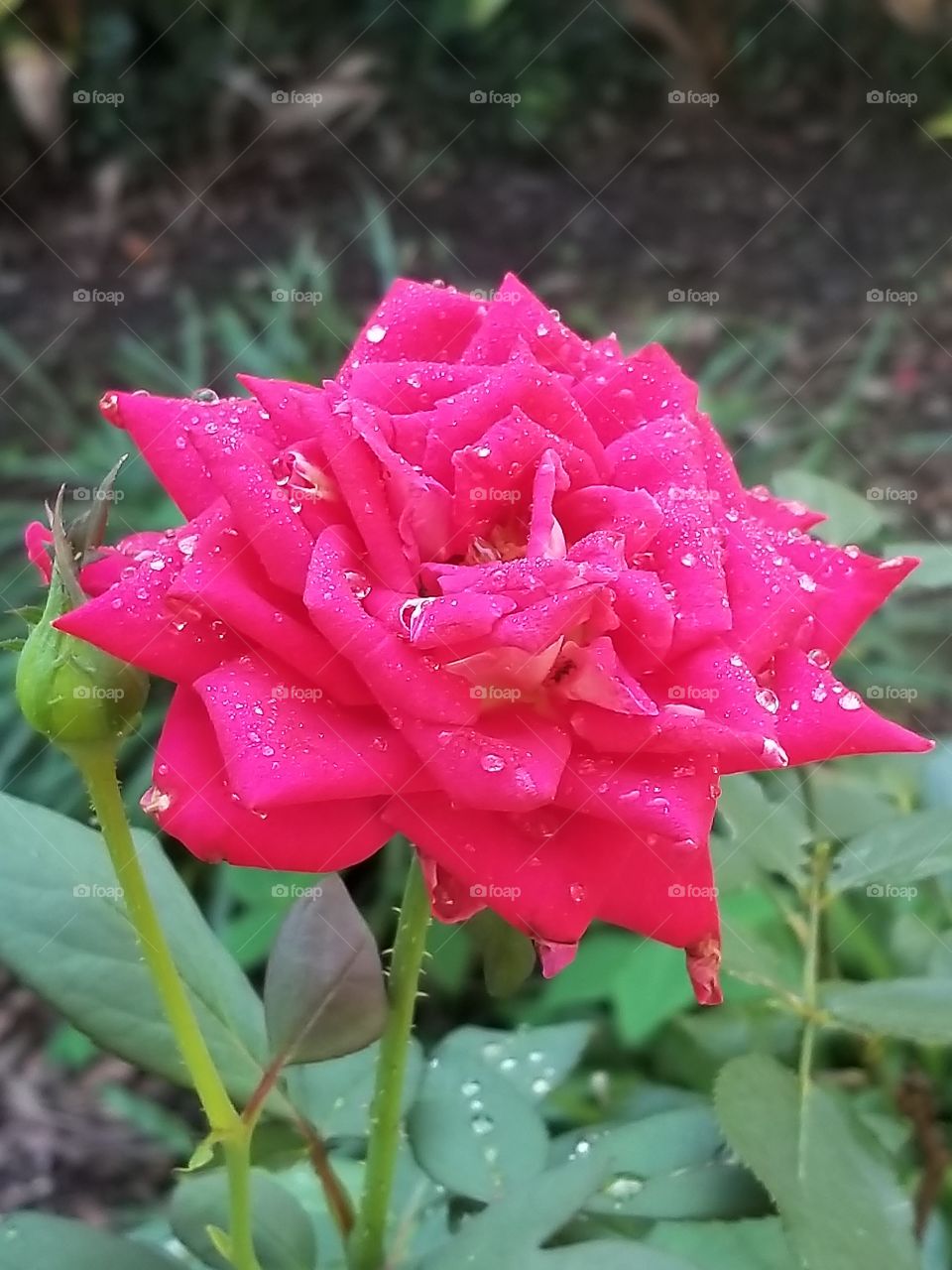 beautiful flower with morning dew