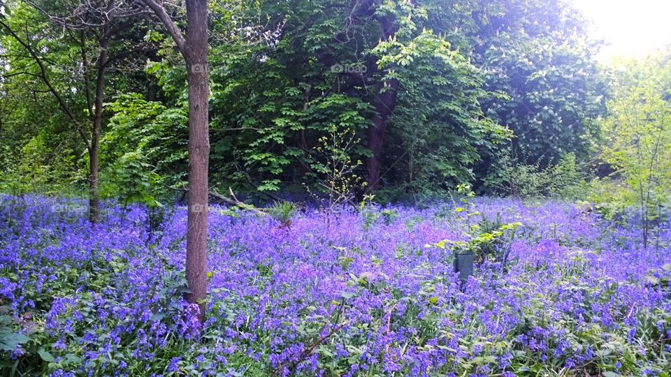 beautiful bluebell woodland scene