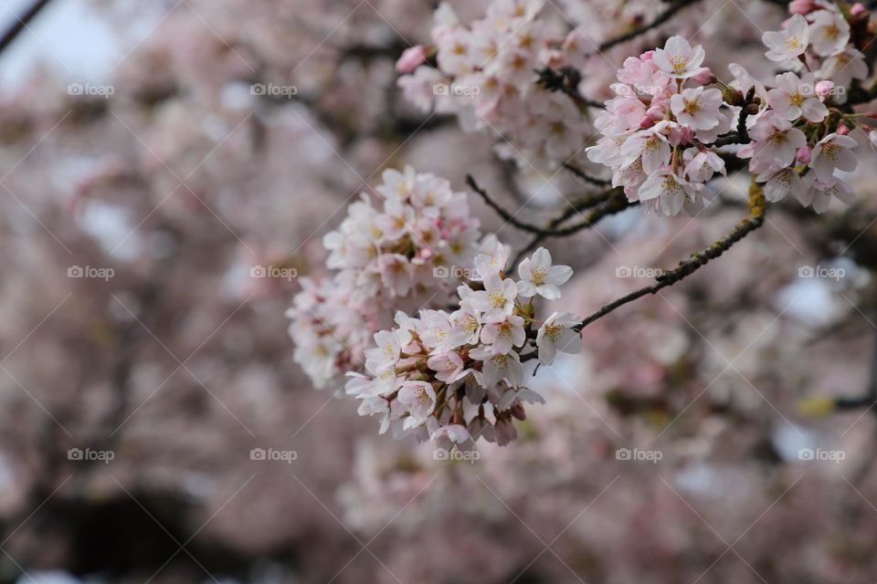 Spring blossoms 