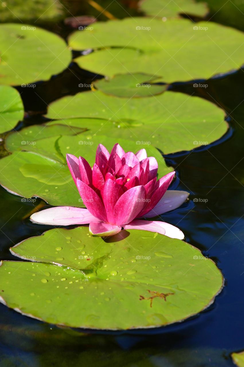 pink water lily in the pond on its large round leaf