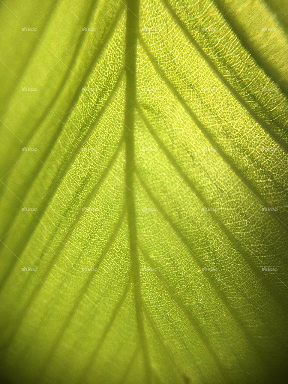 Symmetrical leaf in sun