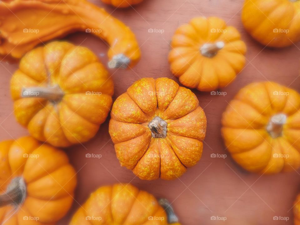 ornamental pumpkins