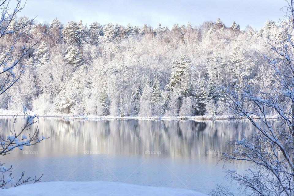 Forest covered with beautiful frost and snow on a cold winter day, reflection in the partly frozen lake 