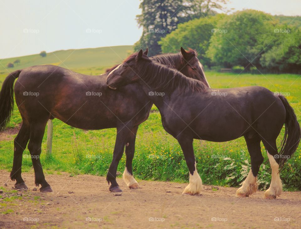 Horses. Two 