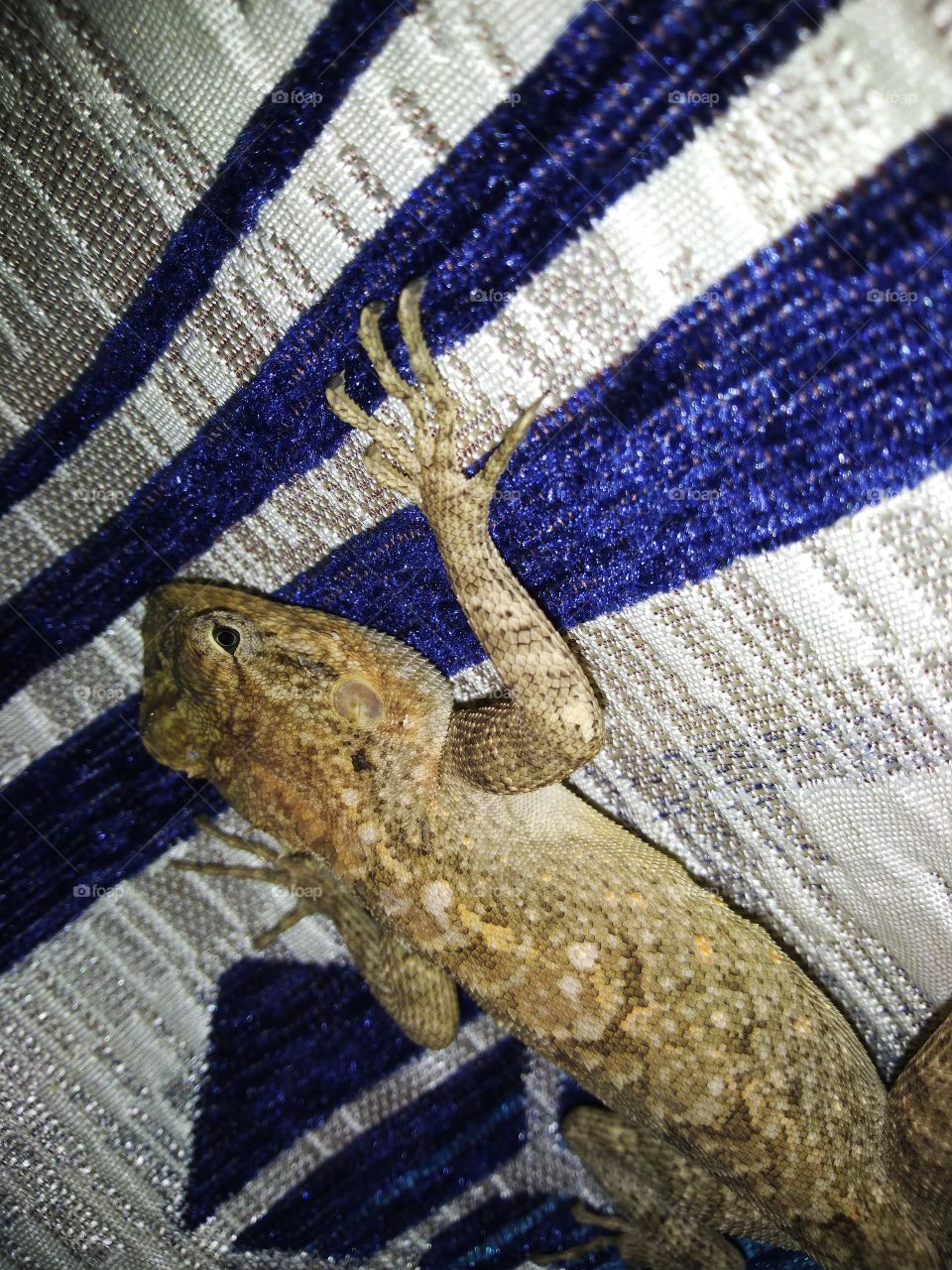 reptile on curtains