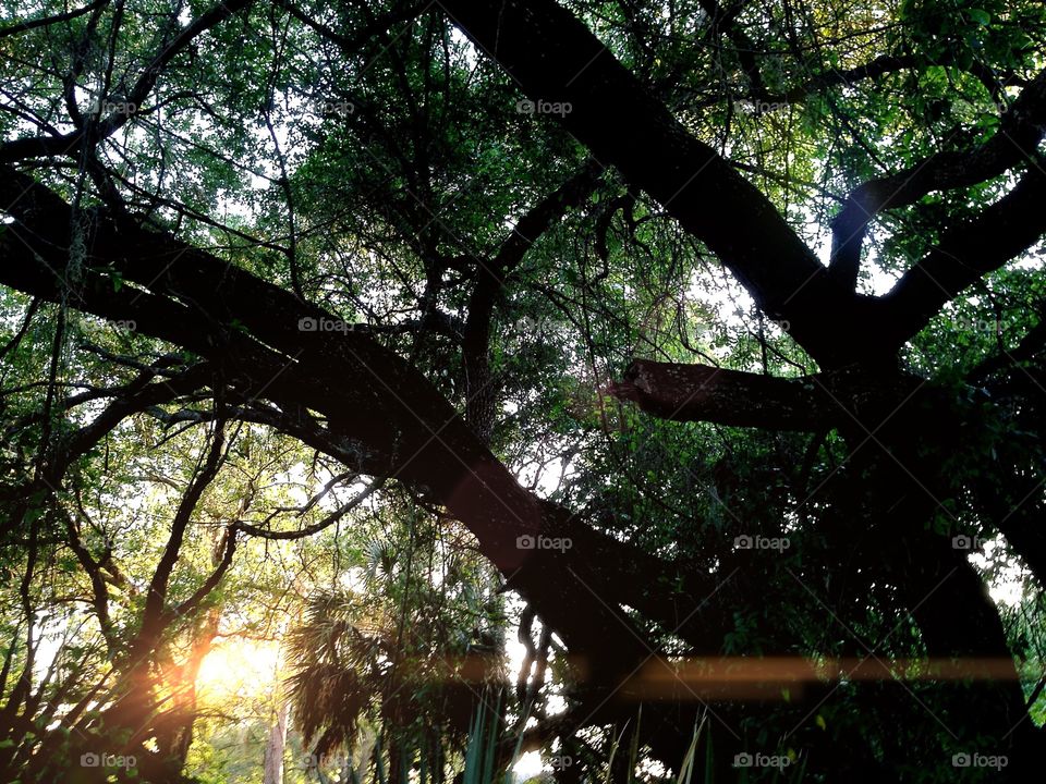 Sunlight in the forest 