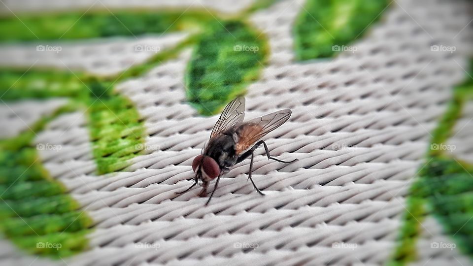 Flies on macro lens