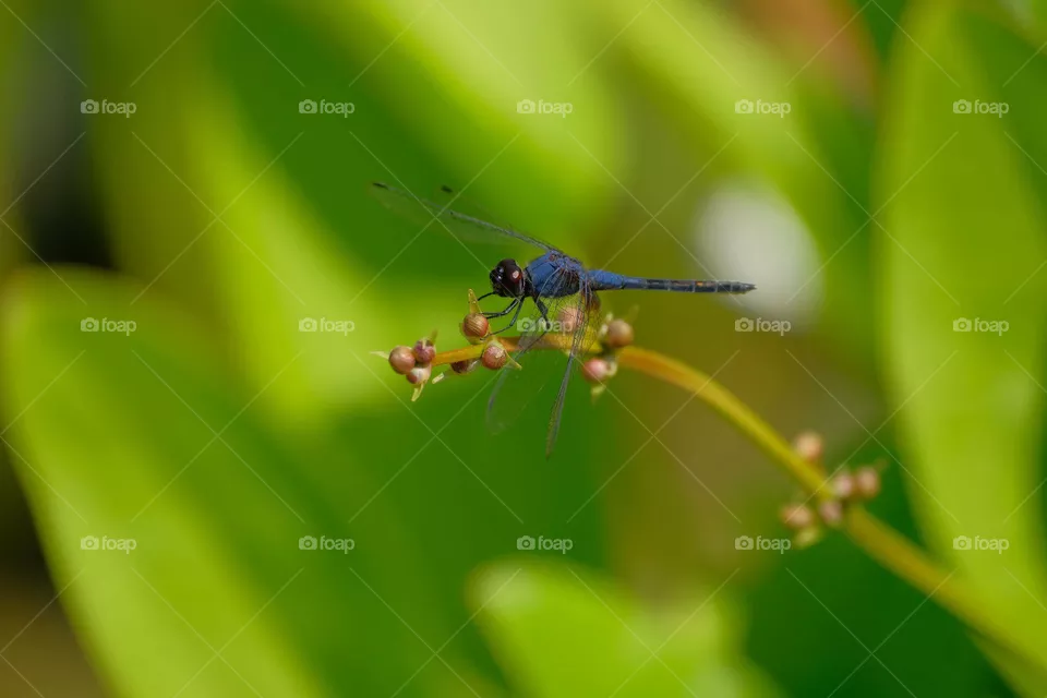 blue dragonfly