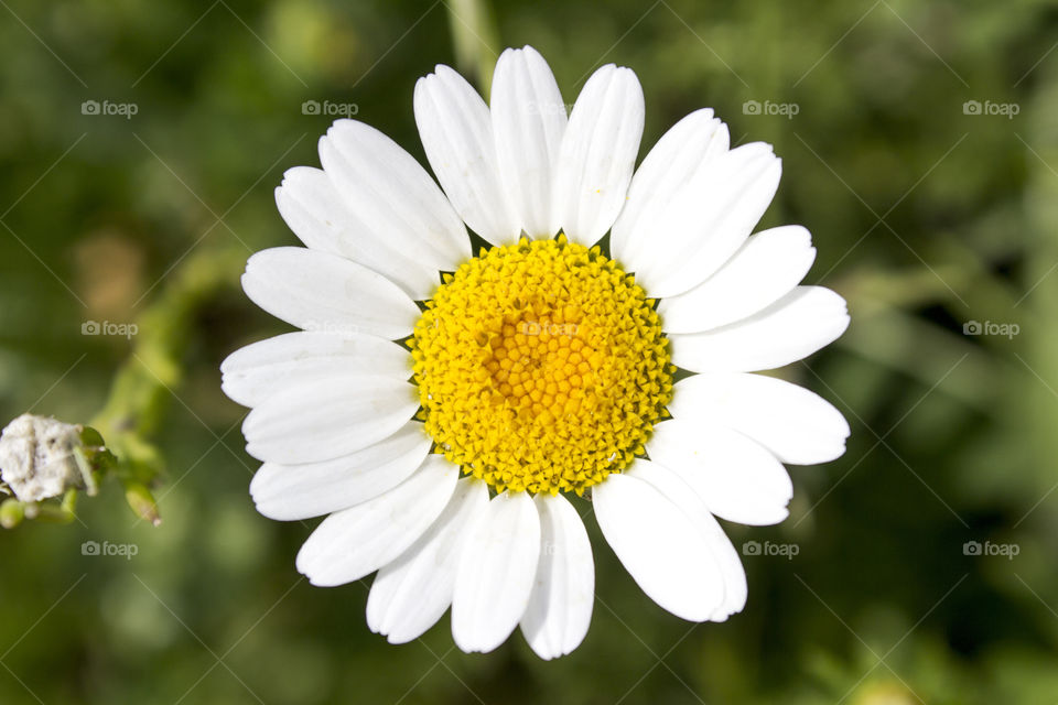 Huge chamomile and blurred backgrounds