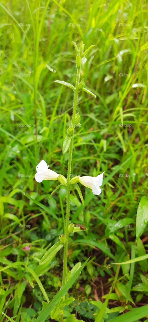 White Flower  #NaturalContent #Foap