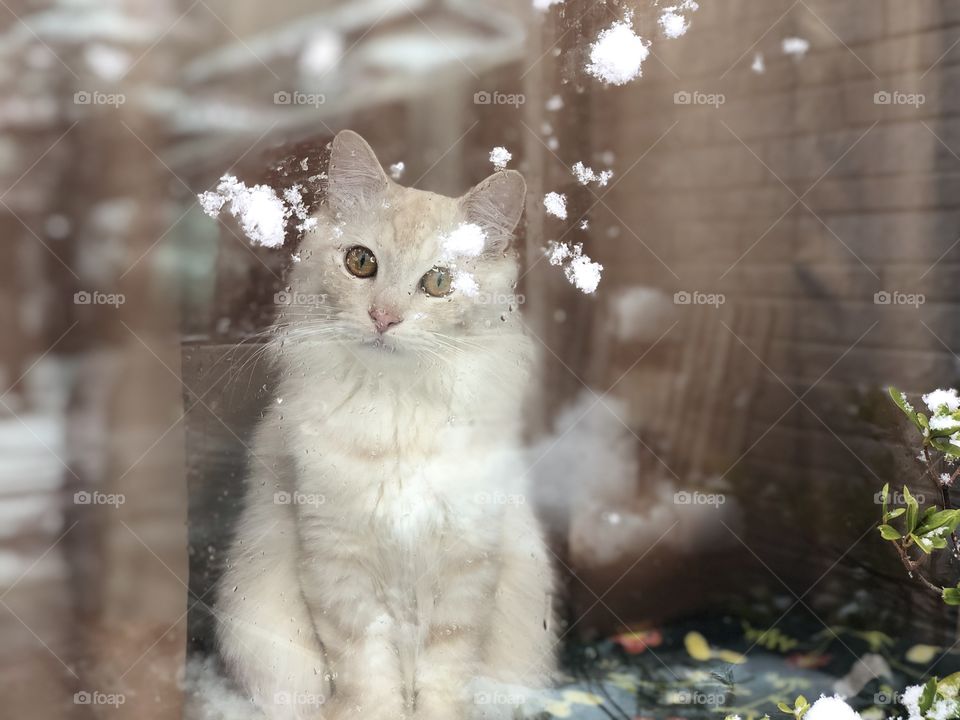 Cat over the window