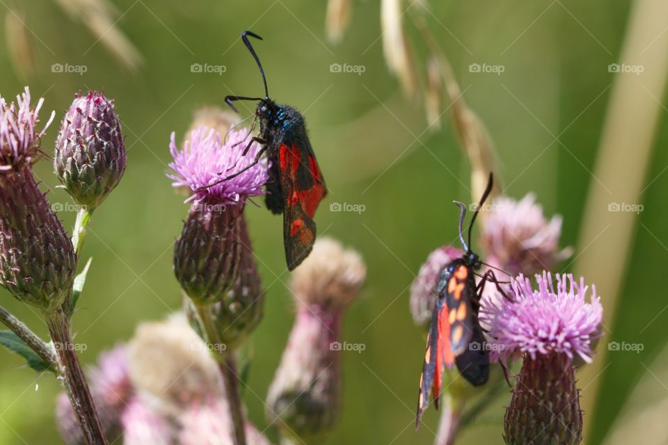 Insects On Flowers