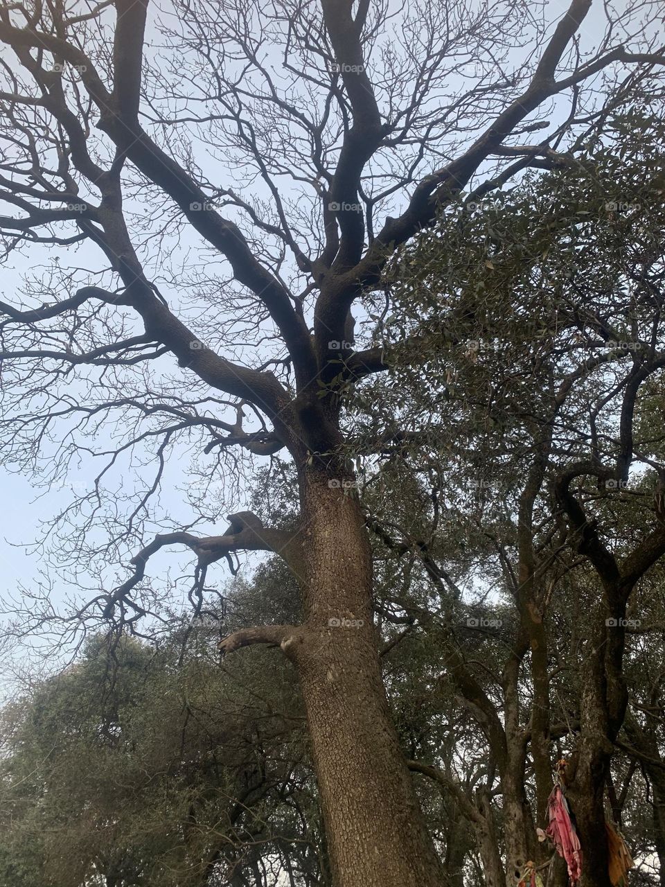 700 year old tree