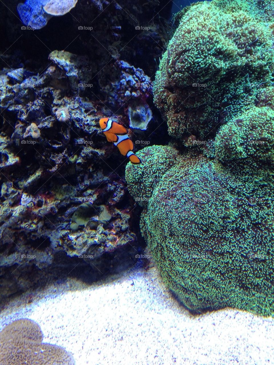 nemo aquarium poisson clown by JBMotillon