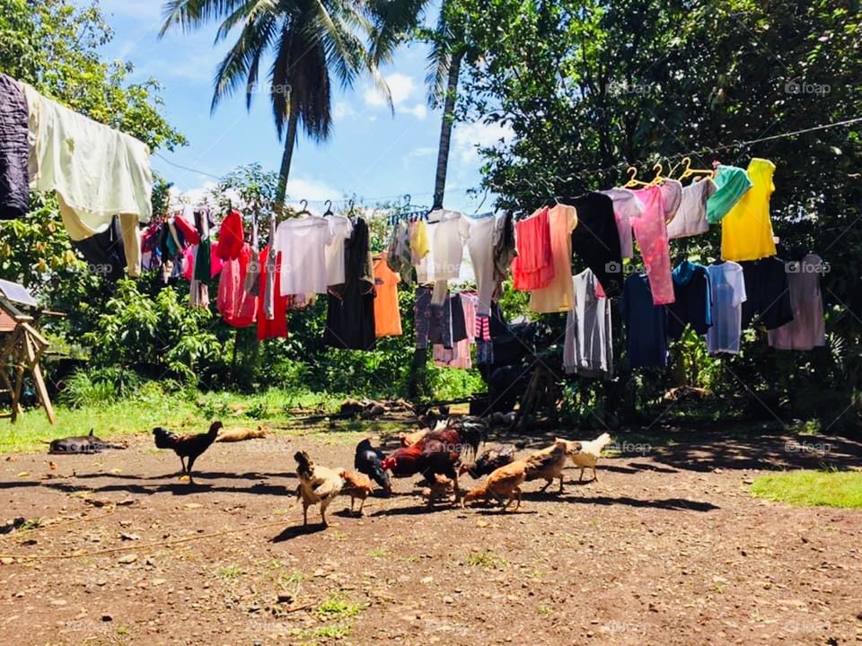 Simple living in the countryside with a bunch of hanged clothes and chickens 