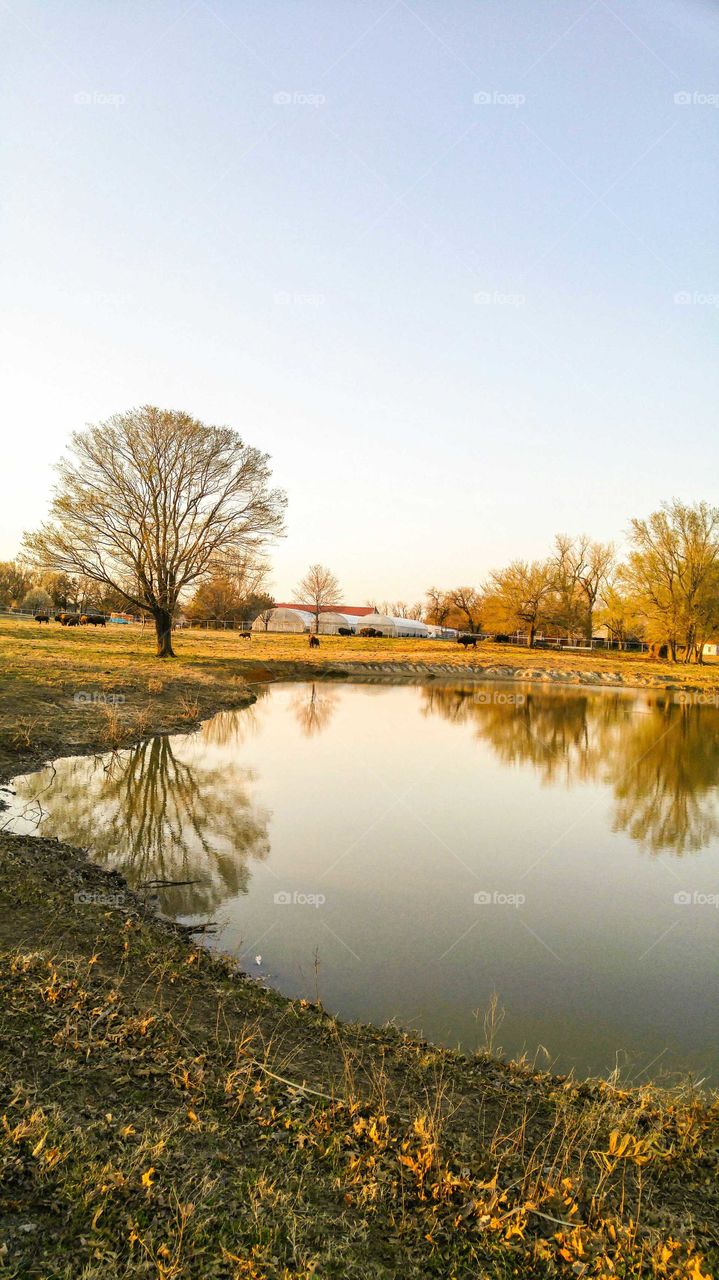 At the Buffalo Ranch