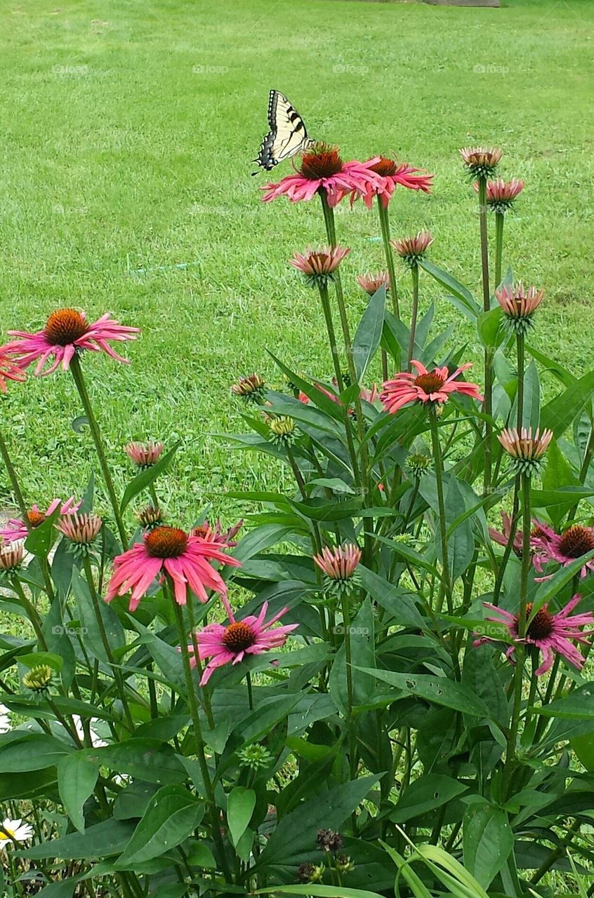 Flowers and Butterflies
