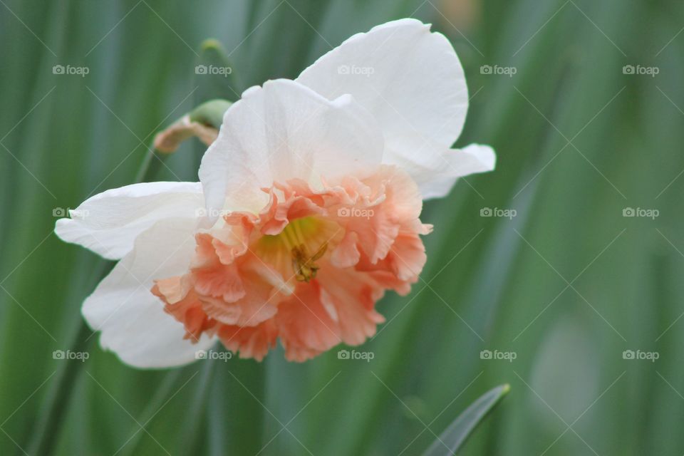 A pink and white daffodil blooming in a garden in the spring