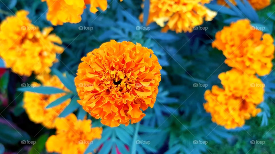 nature, orange, flower, blue, summer, natural, wonderful, beautiful, green, background, white, outdoor, closeup, beauty, yellow, plant, red, color, leaf, floral, garden, spring, macro, bright, violet, close, life, pattern, colorful, light, flora, design, pink, wild, sky, art, view, focus, decoration, space, purple, animal, wallpaper, drawing, meadow, tropical, butterfly, full, blossom, amazing