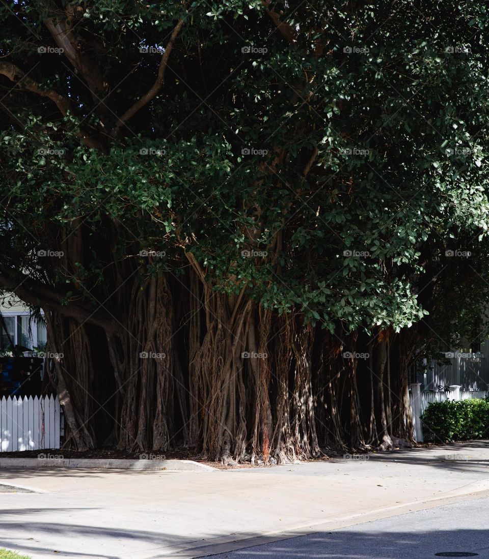 Big interesting tree