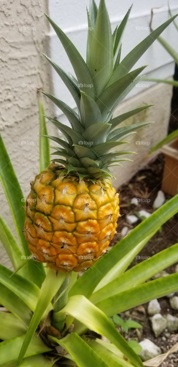 pineapple