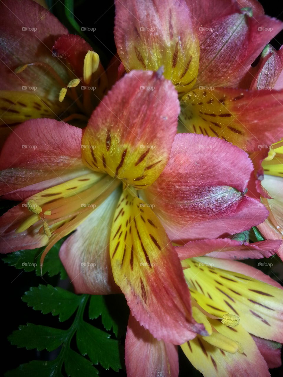 Peruvian lily