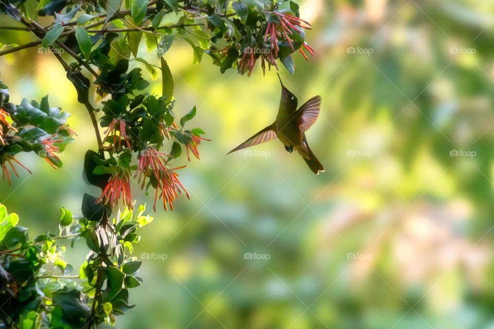 little hummingbird flying