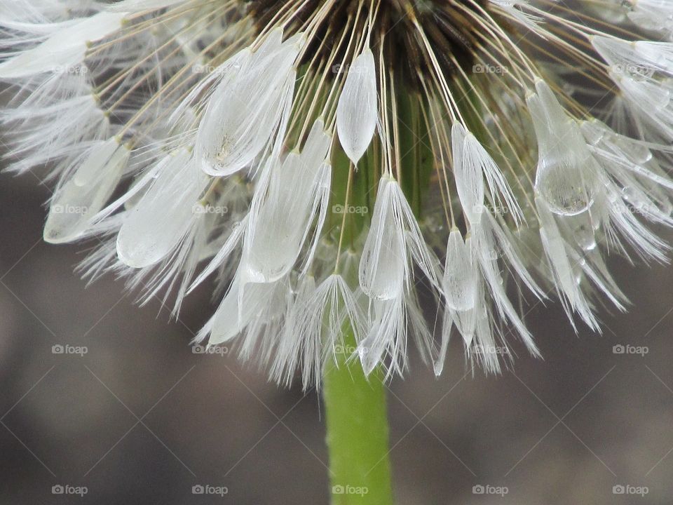 Seeding dandelion - Close-up and Macro Mission