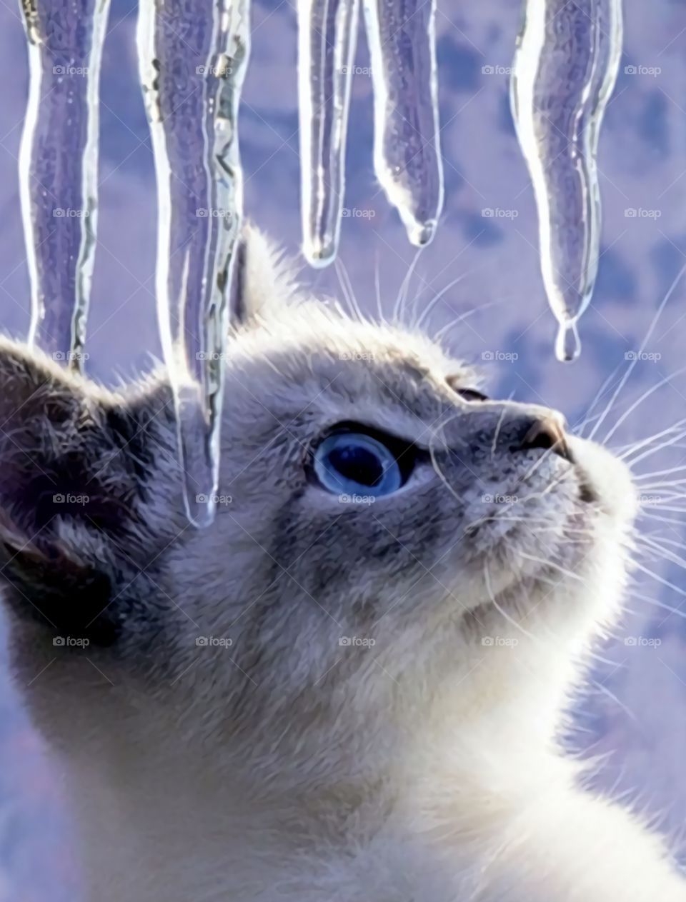 wonderful cat Hermoso Gatito viendo las gotas de agua con hielo