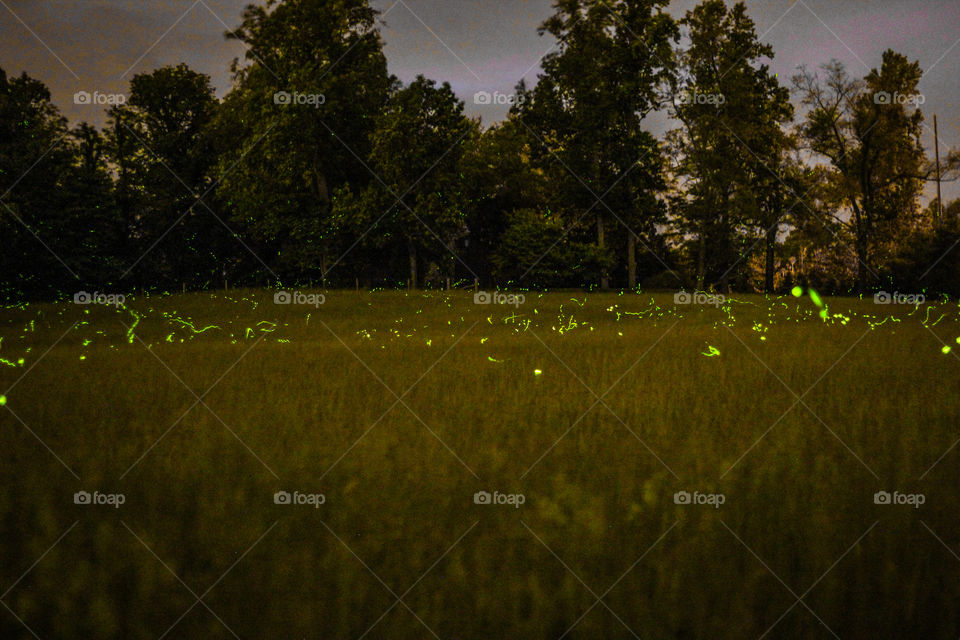 Fireflies