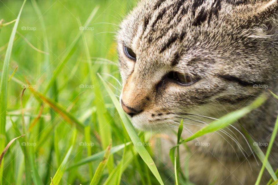 cat in the grass. Slovakia