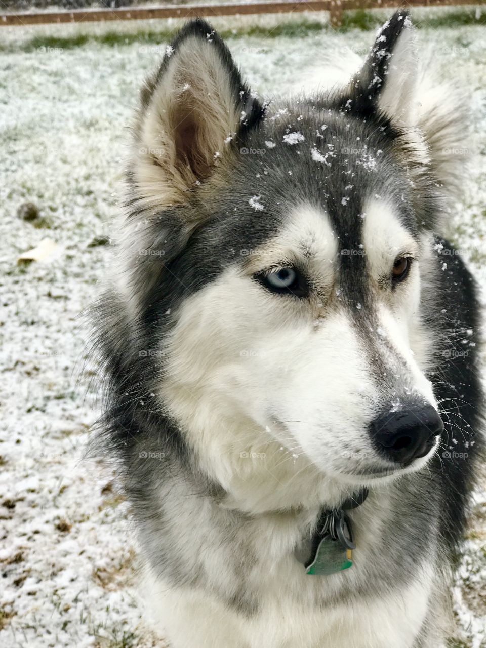 Siberian Husky in the Snow