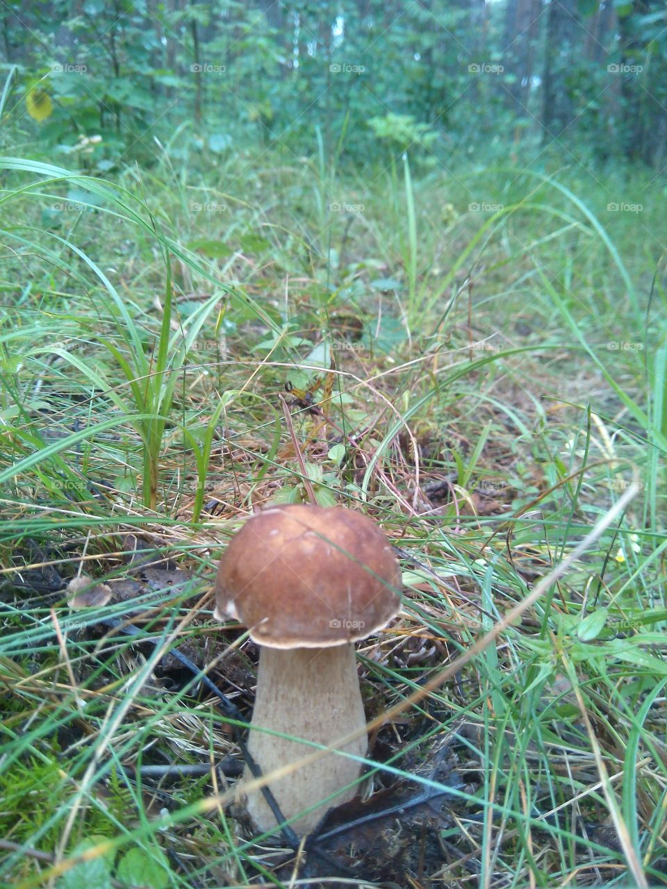 boletus