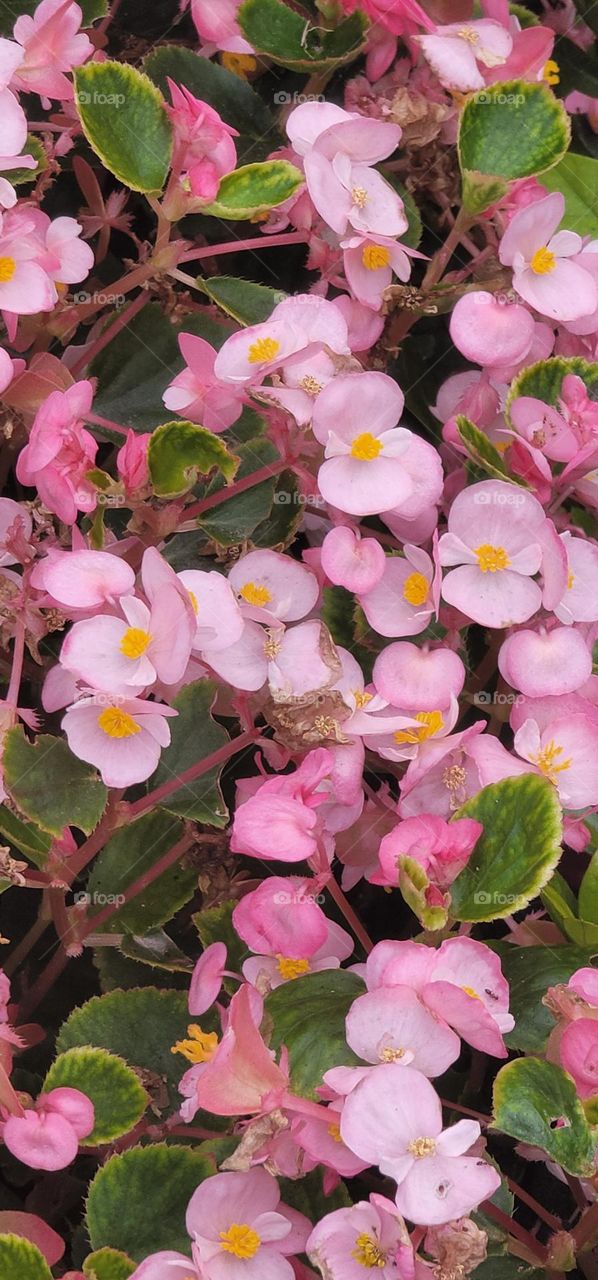 Perpetual Begonia