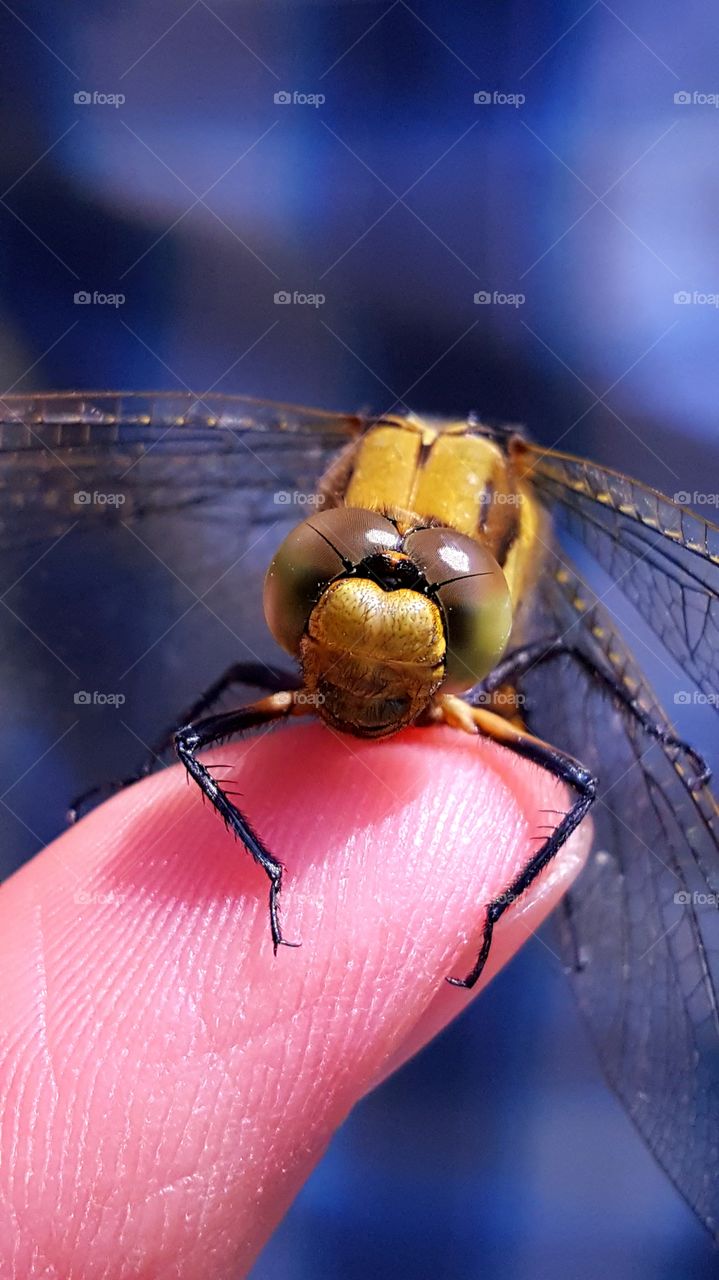 Meeting with dragonfly.