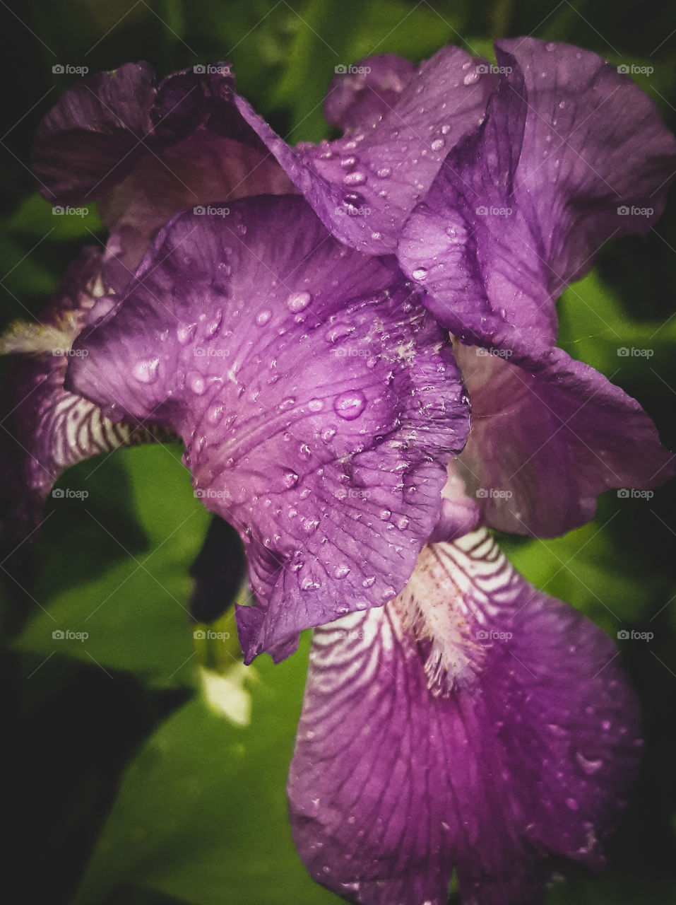 beautiful purple iris after the rain