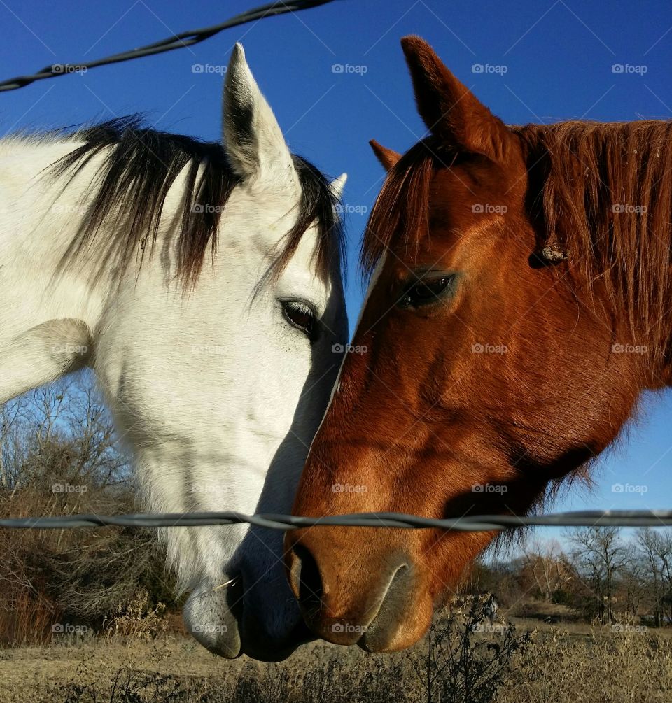 Horse Hello