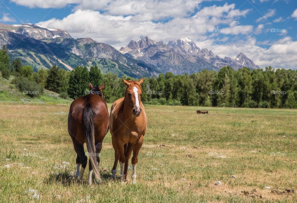 View of horses in Wyoming