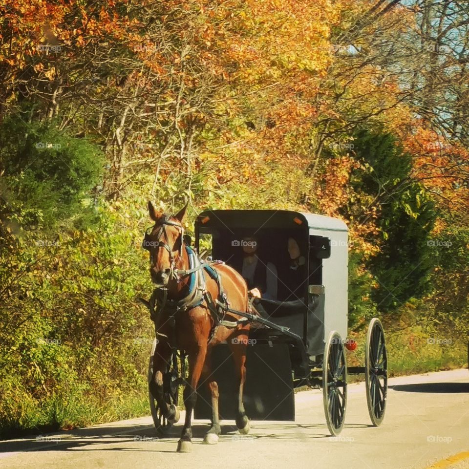 horse drawn Amish buggy