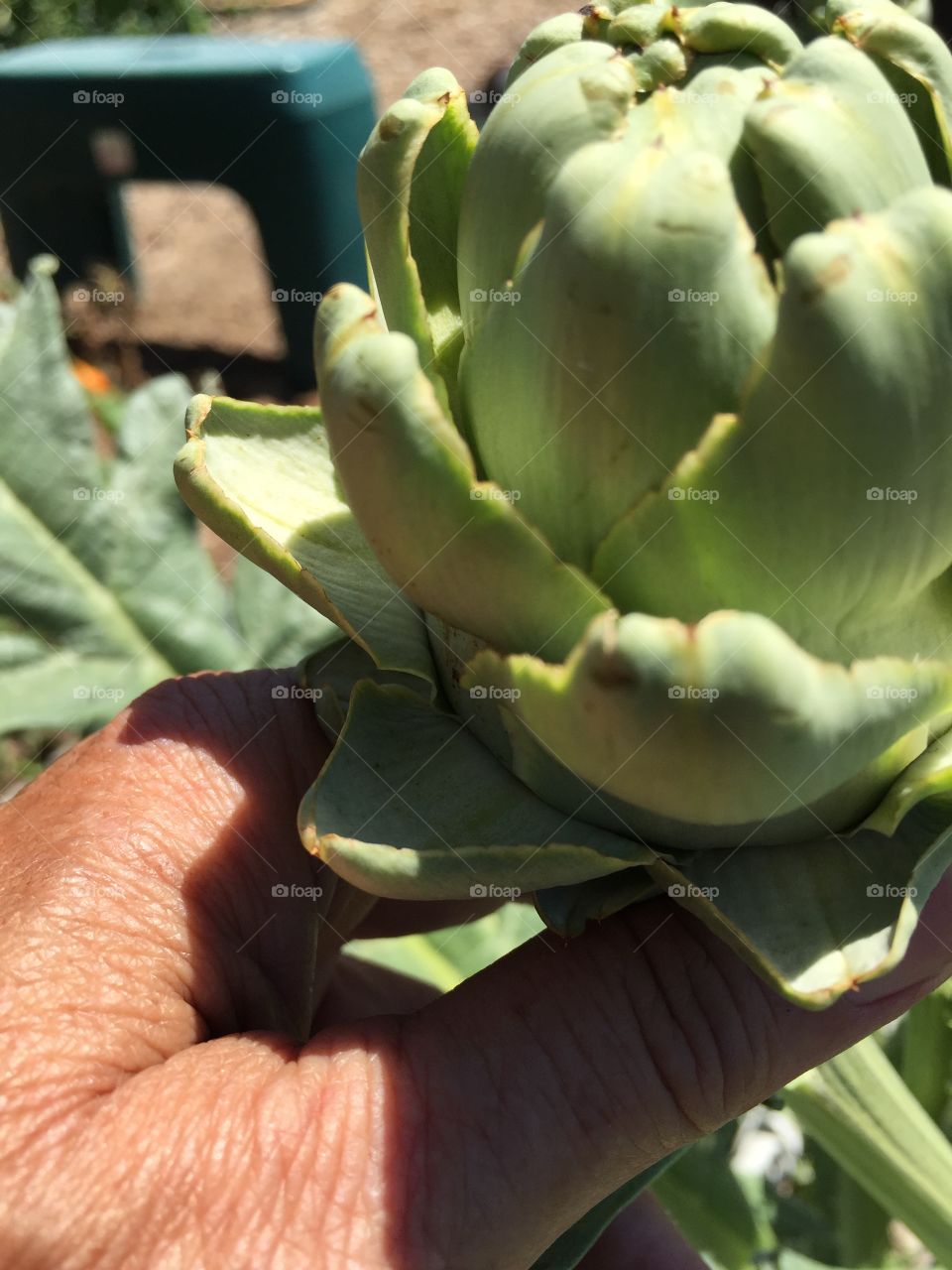 Artichoke up close