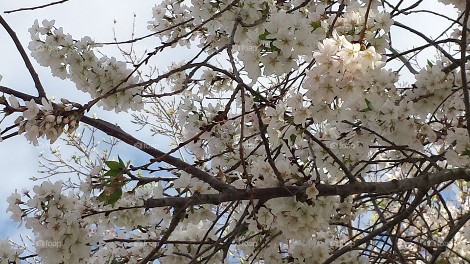 cherry bloom. tree
