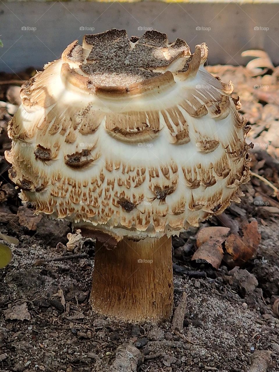 Mushroom in my garden