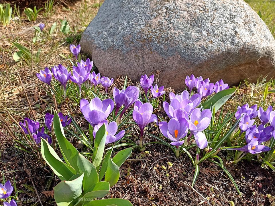 crocuses purple 💜 flowers spring nature, mobile photography