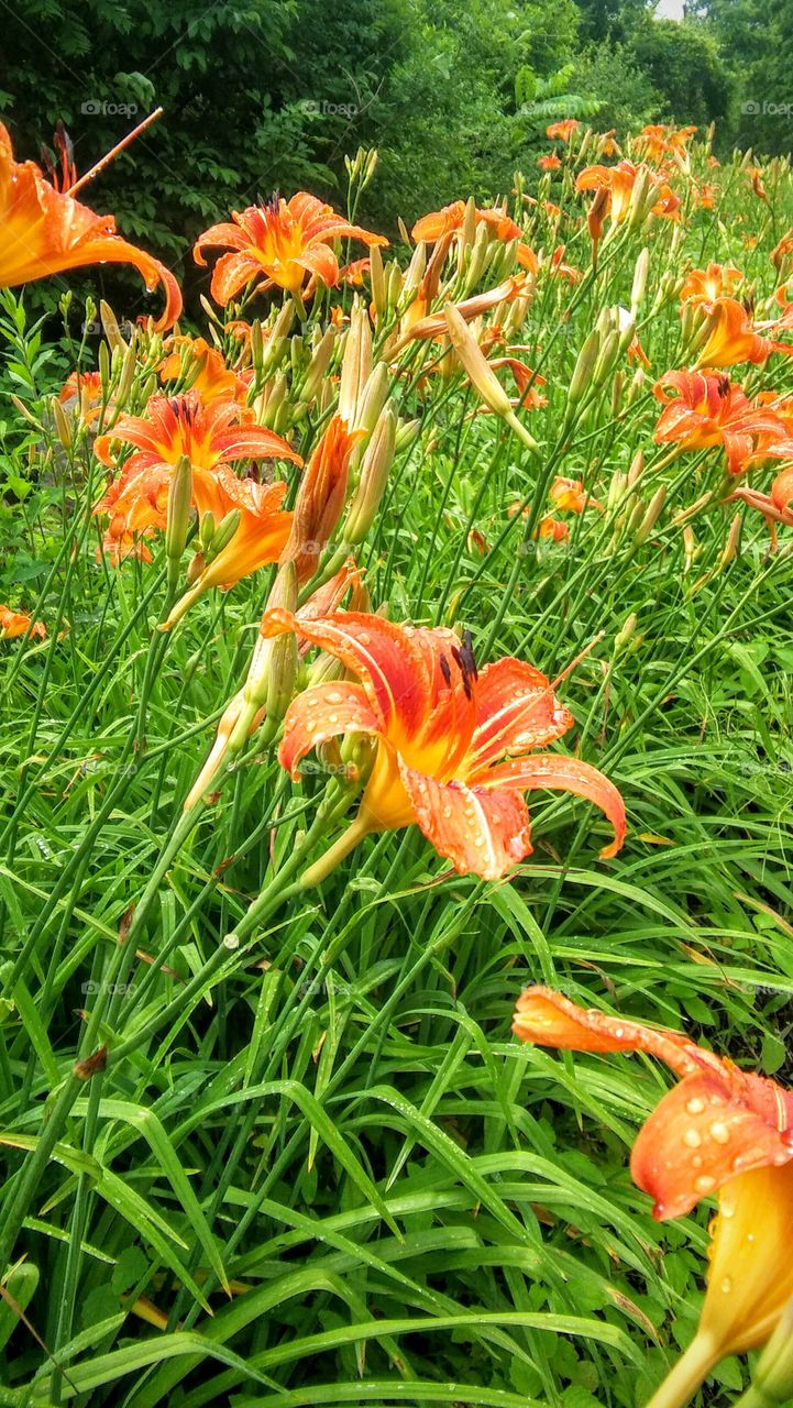 wild Lilly lillies field orange green flower flowers garden country beautiful spring nature green closeup lush beautiful countryside